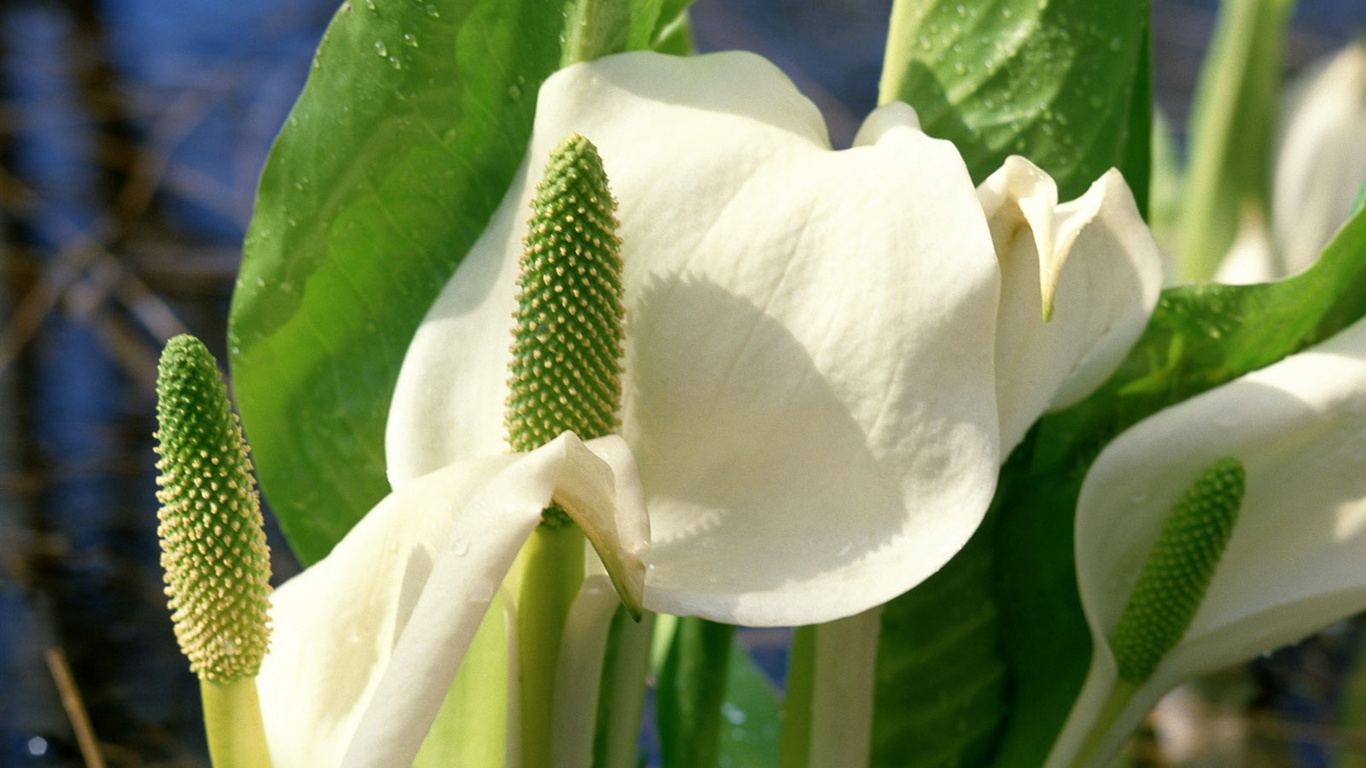 Snow-white flowers wallpaper #1 - 1366x768