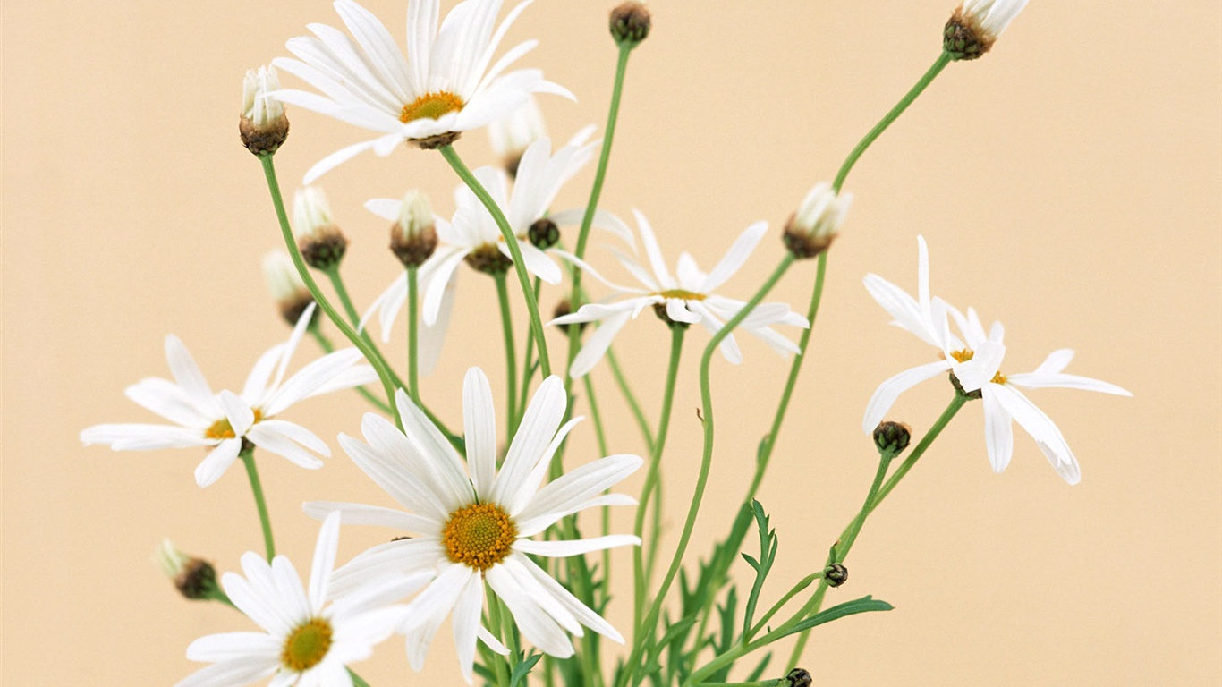 雪白花朵壁紙 #2 - 1366x768