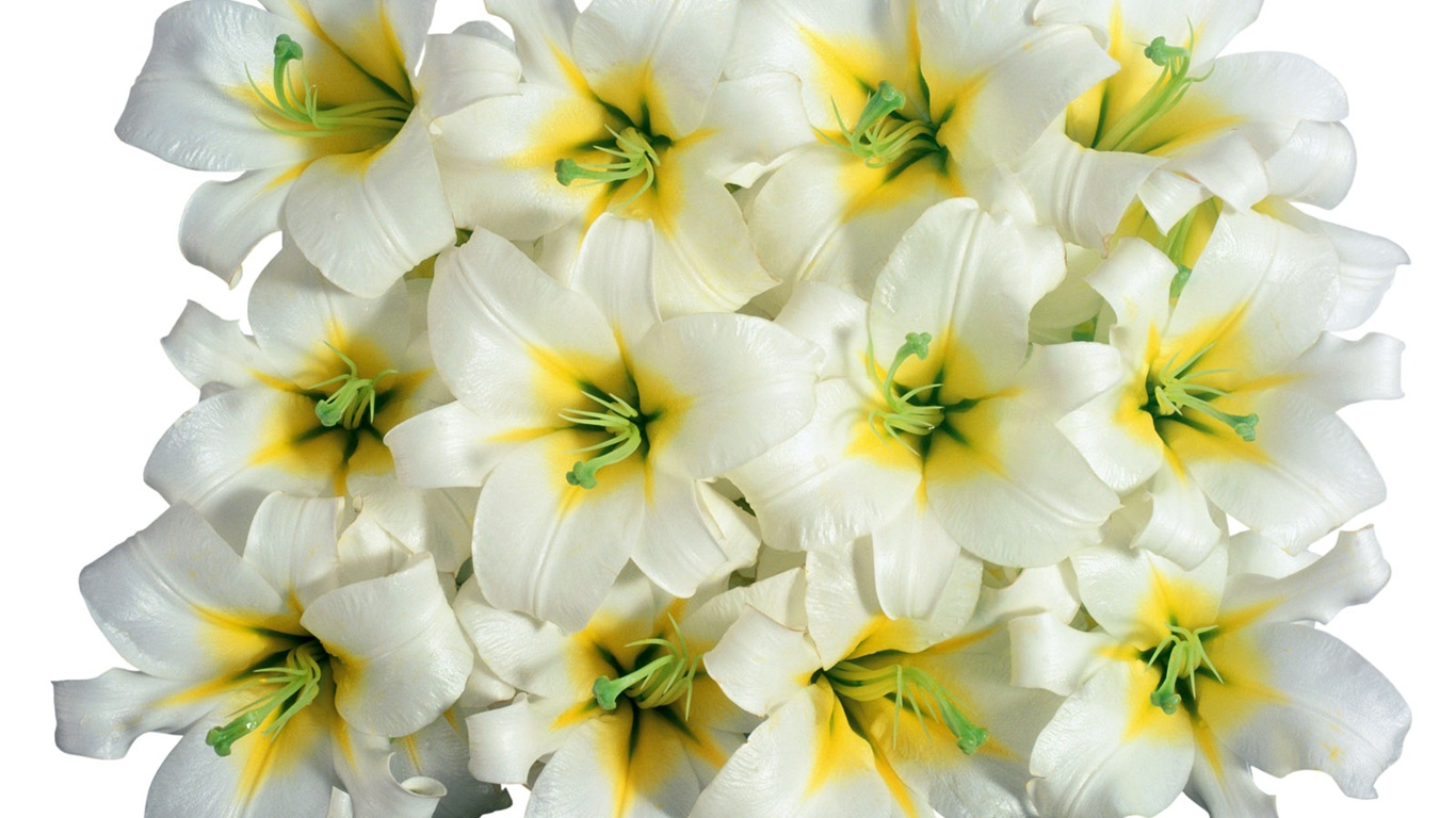 눈같이 흰 꽃 벽지 #3 - 1366x768