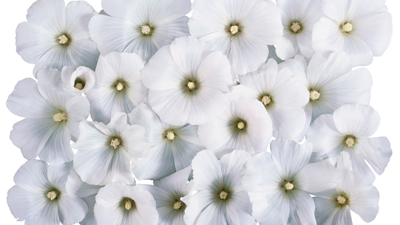 눈같이 흰 꽃 벽지 #4 - 1366x768