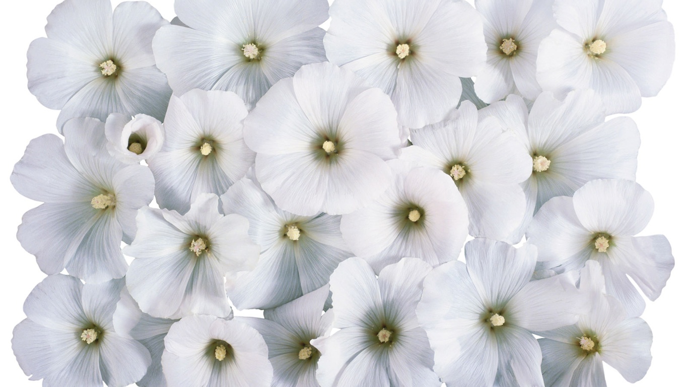 雪白花朵壁紙 #4 - 1366x768