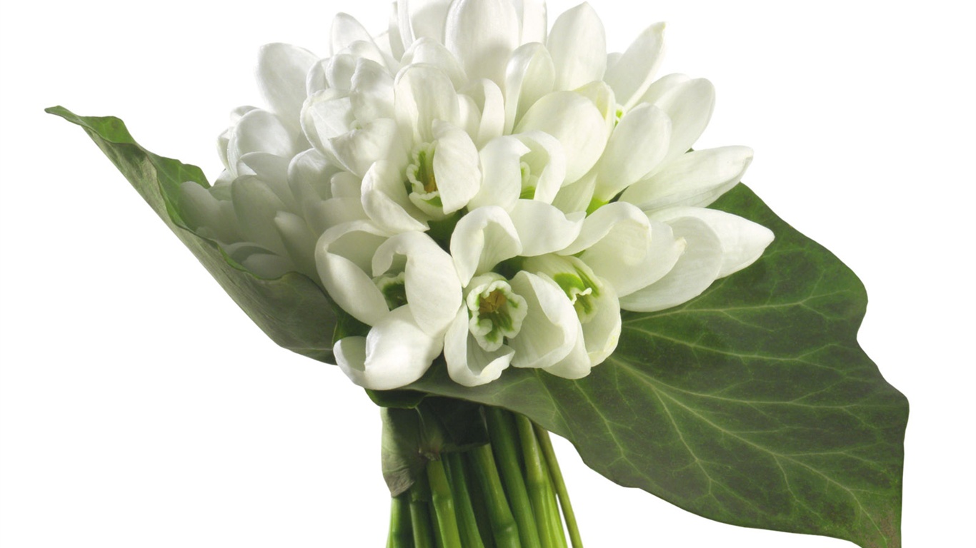 Blancanieves flores papel tapiz #7 - 1366x768