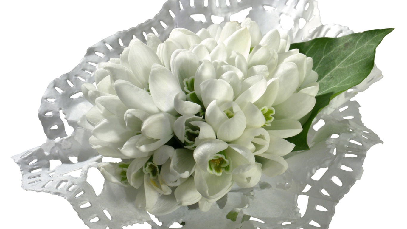 눈같이 흰 꽃 벽지 #8 - 1366x768