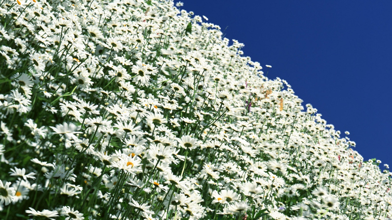 Snow-white flowers wallpaper #9 - 1366x768