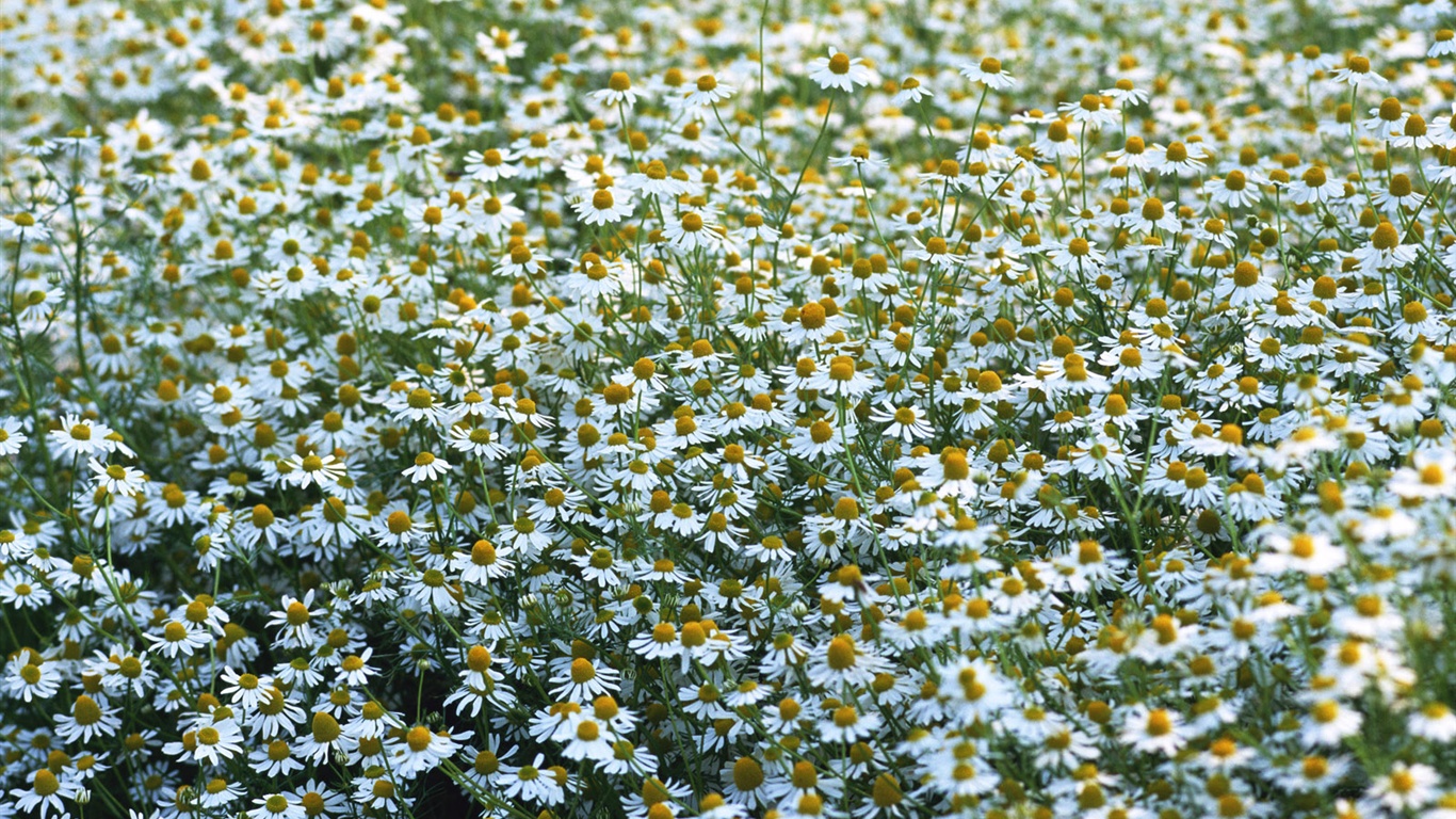 눈같이 흰 꽃 벽지 #10 - 1366x768