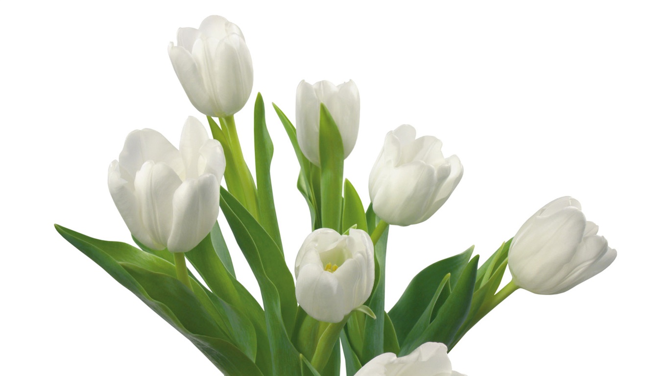 눈같이 흰 꽃 벽지 #11 - 1366x768