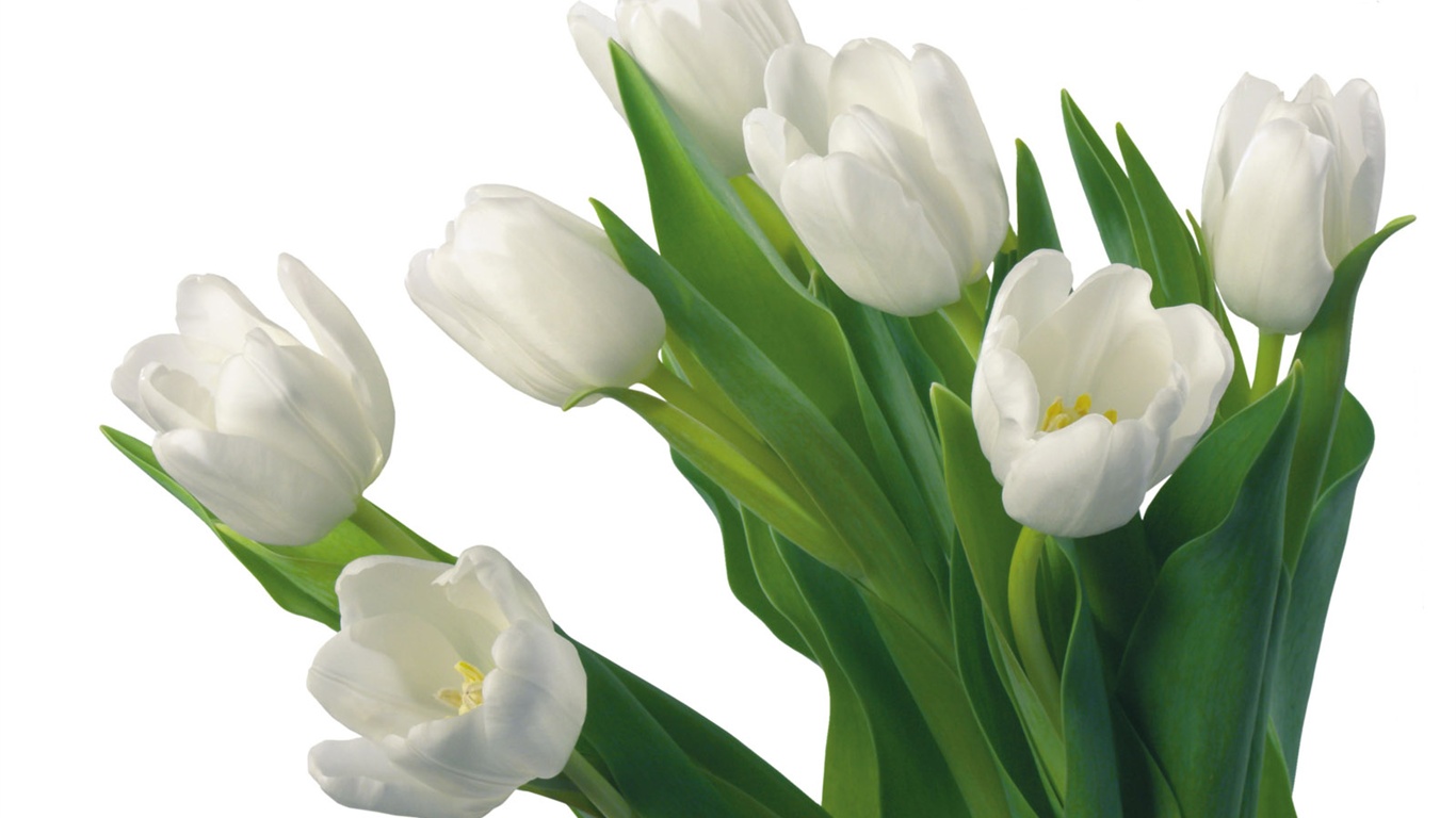 Blancanieves flores papel tapiz #12 - 1366x768