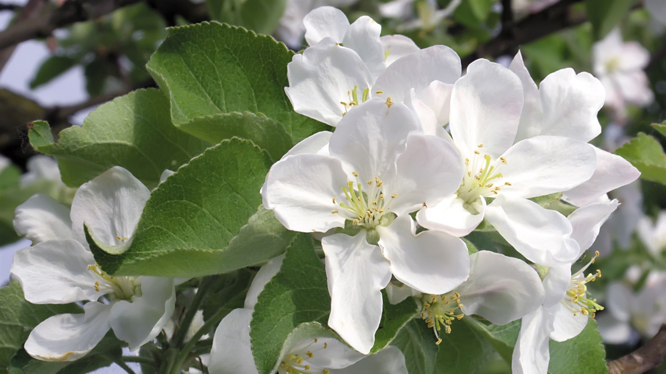 Snow-white flowers wallpaper #13 - 1366x768