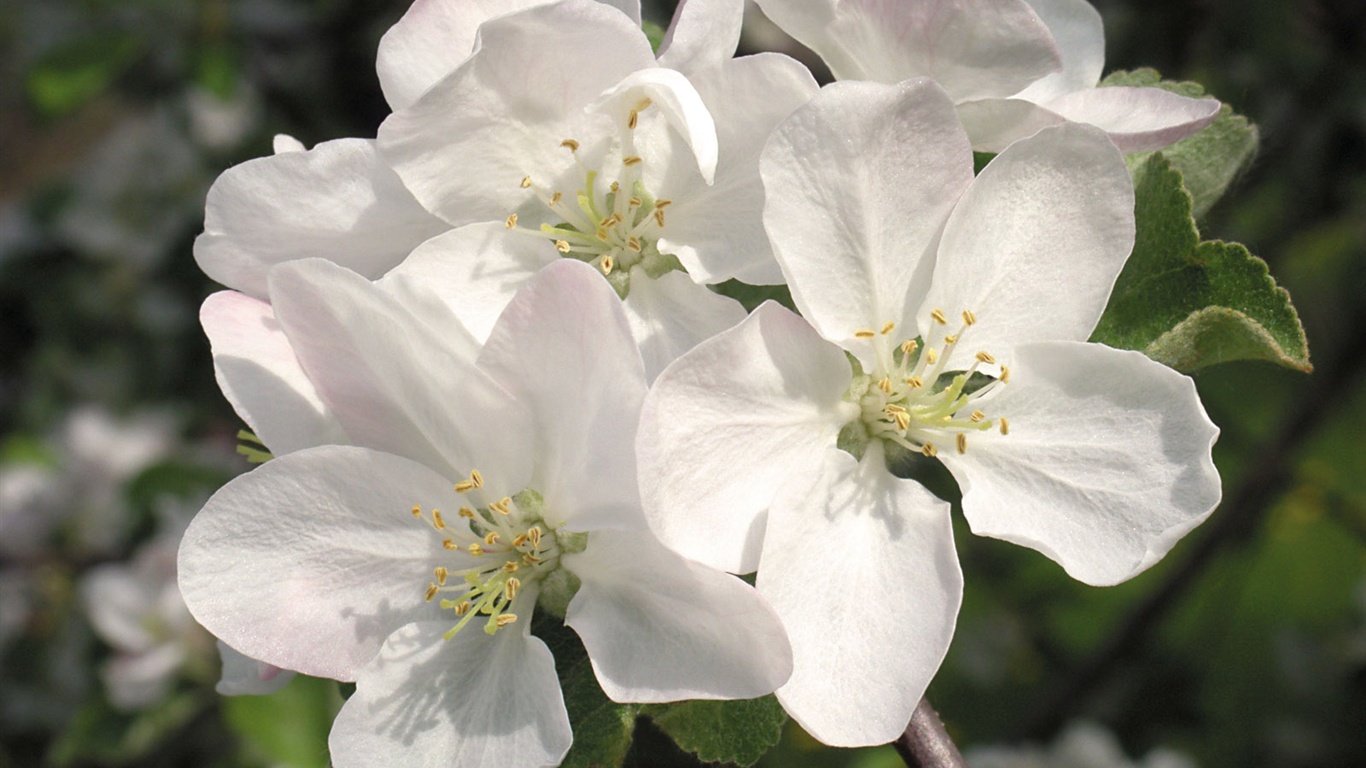雪白花朵壁紙 #14 - 1366x768