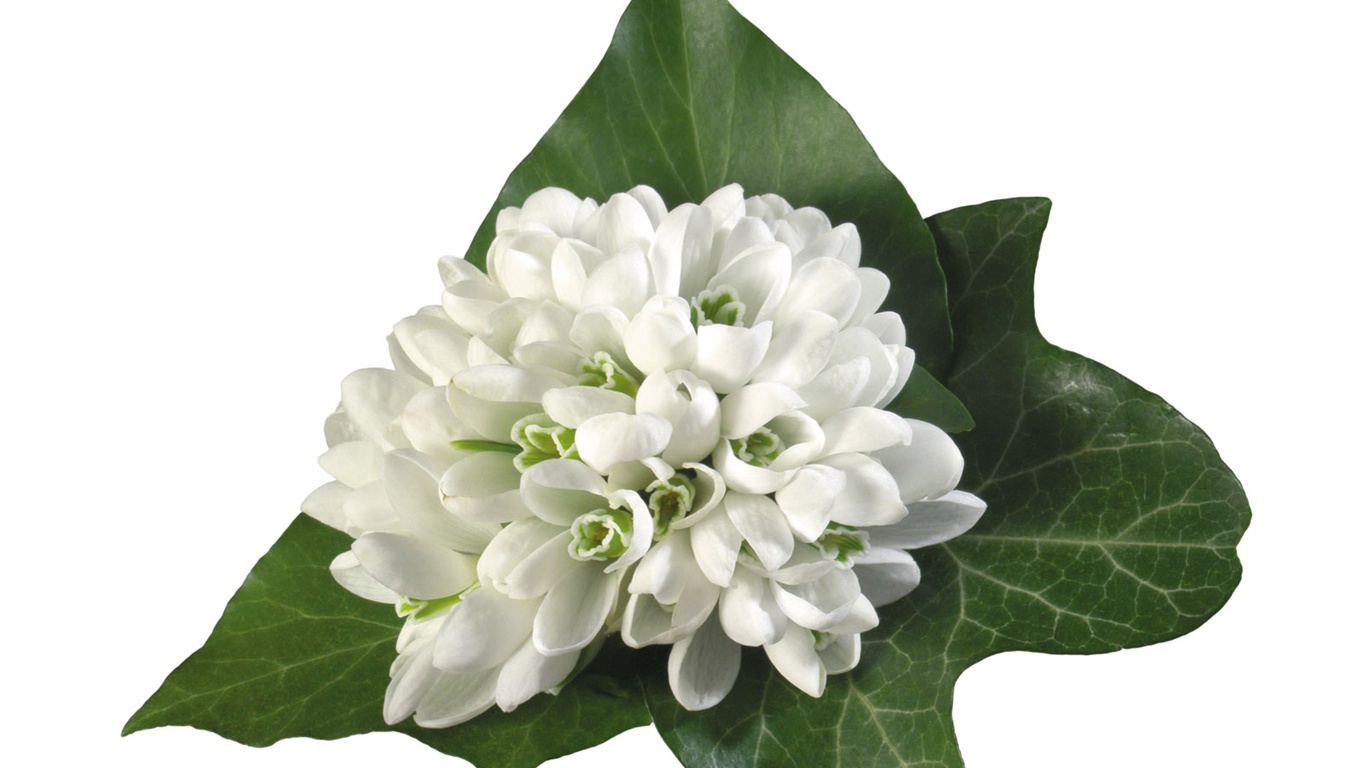 雪白花朵壁紙 #15 - 1366x768