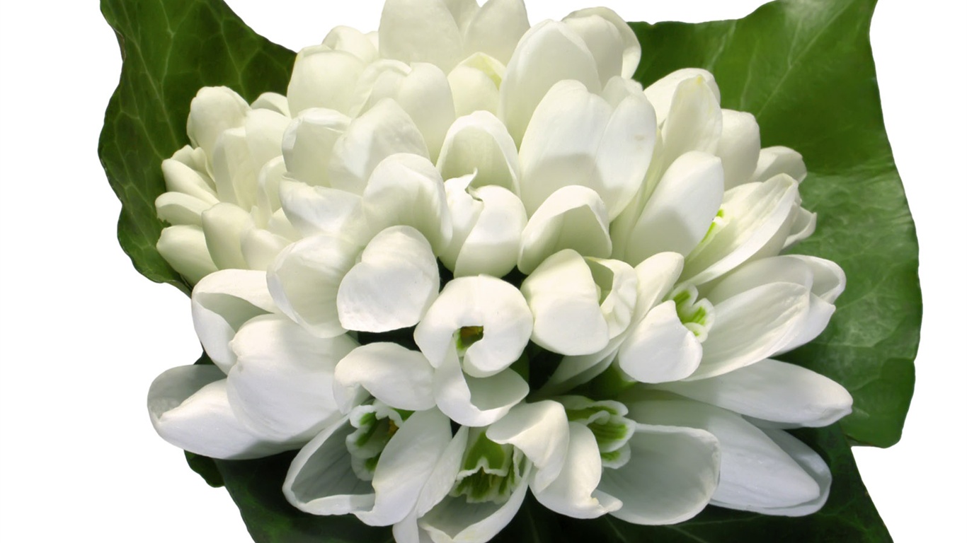 눈같이 흰 꽃 벽지 #16 - 1366x768