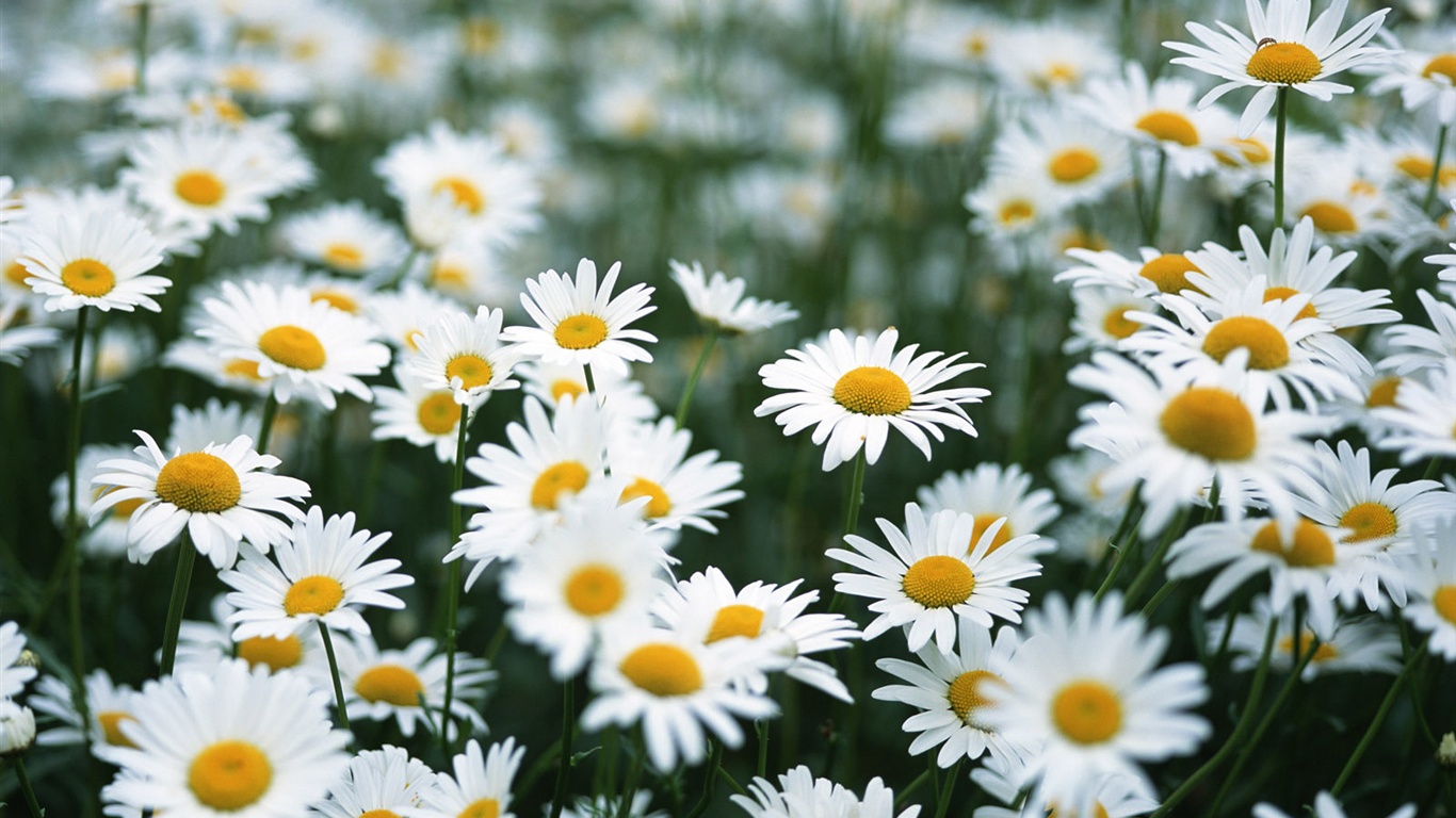 Snow-white flowers wallpaper #17 - 1366x768