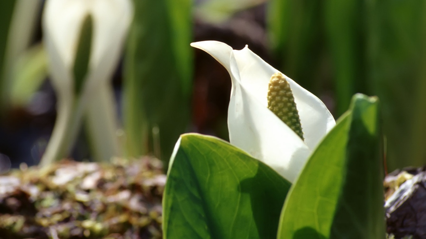 Snow-white flowers wallpaper #18 - 1366x768