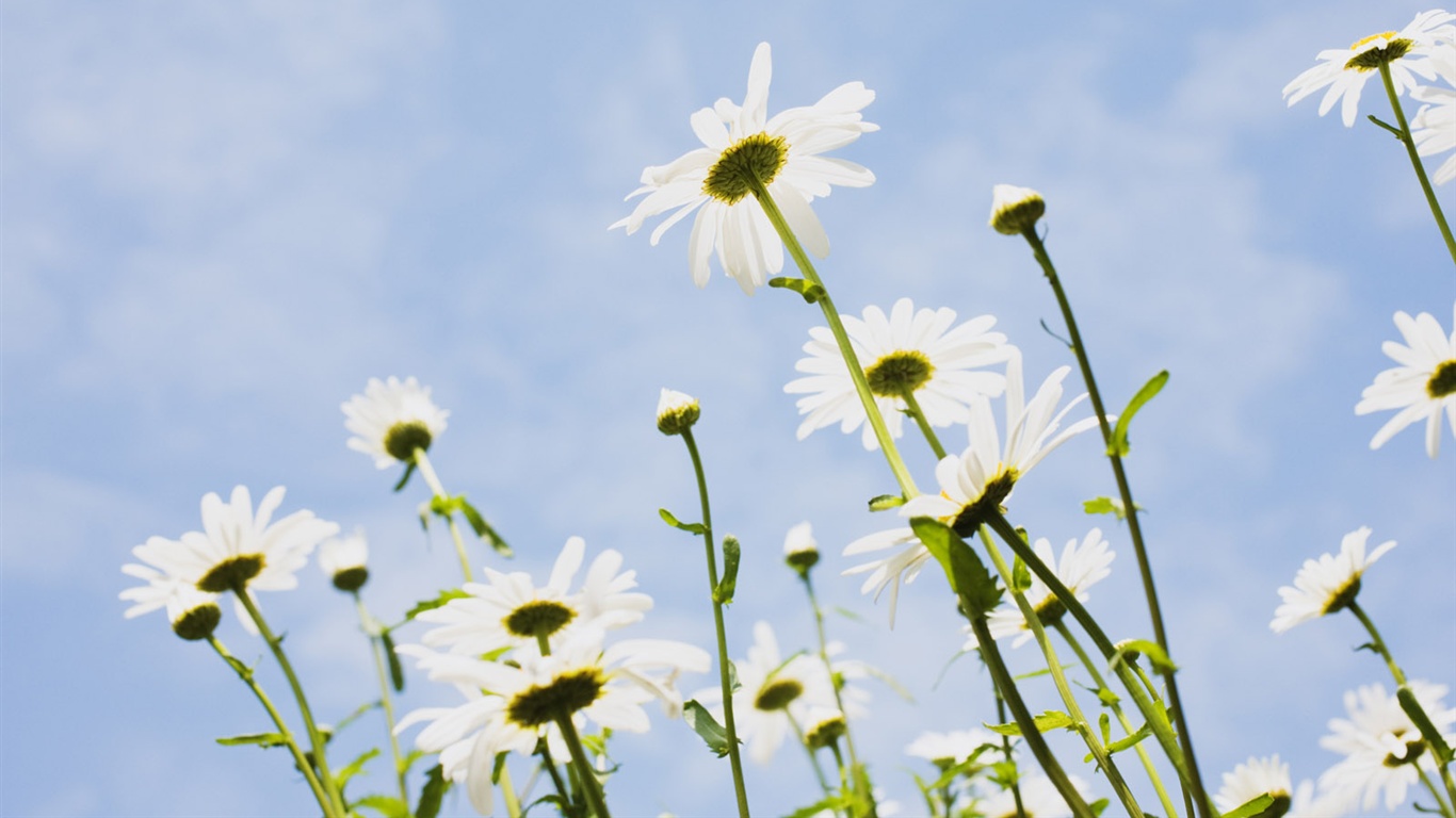 Snow-white flowers wallpaper #19 - 1366x768