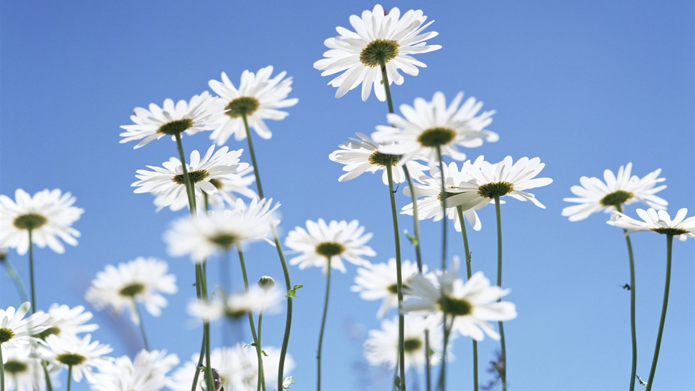 Snow-white flowers wallpaper #20 - 1366x768