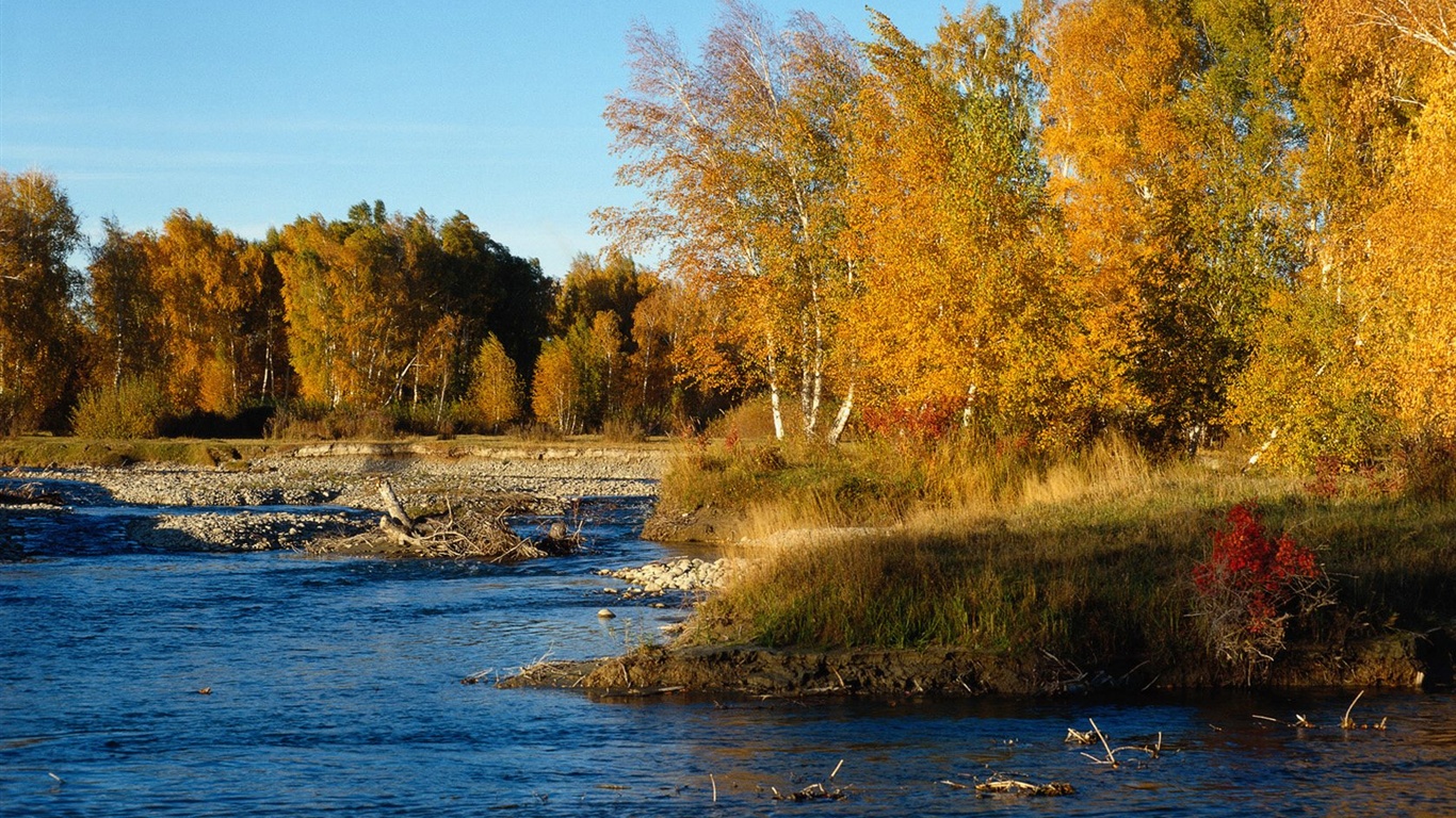 El fondo de pantalla bosque del otoño #1 - 1366x768