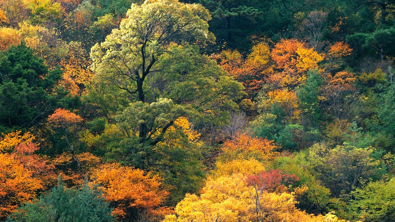 El fondo de pantalla bosque del otoño #4 - 1366x768