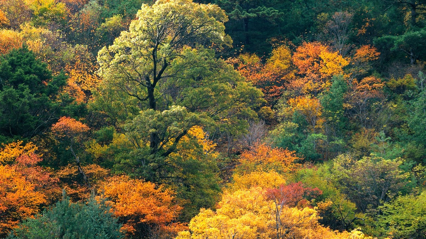 가을 숲 벽지 #4 - 1366x768