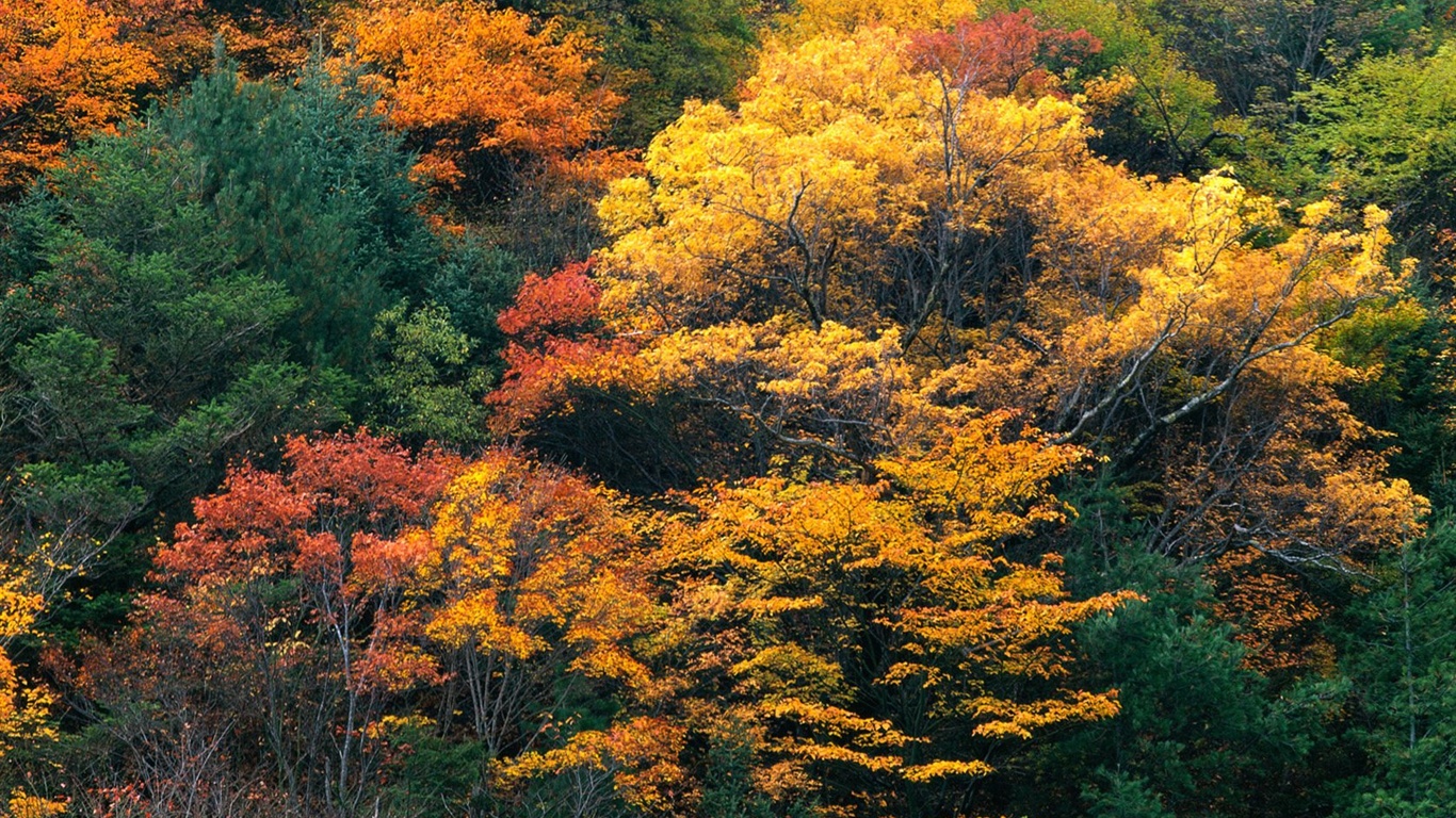 El fondo de pantalla bosque del otoño #5 - 1366x768