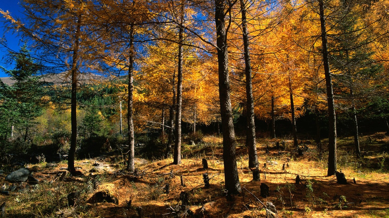 The autumn forest wallpaper #6 - 1366x768