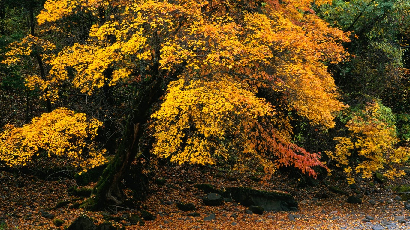 The autumn forest wallpaper #9 - 1366x768