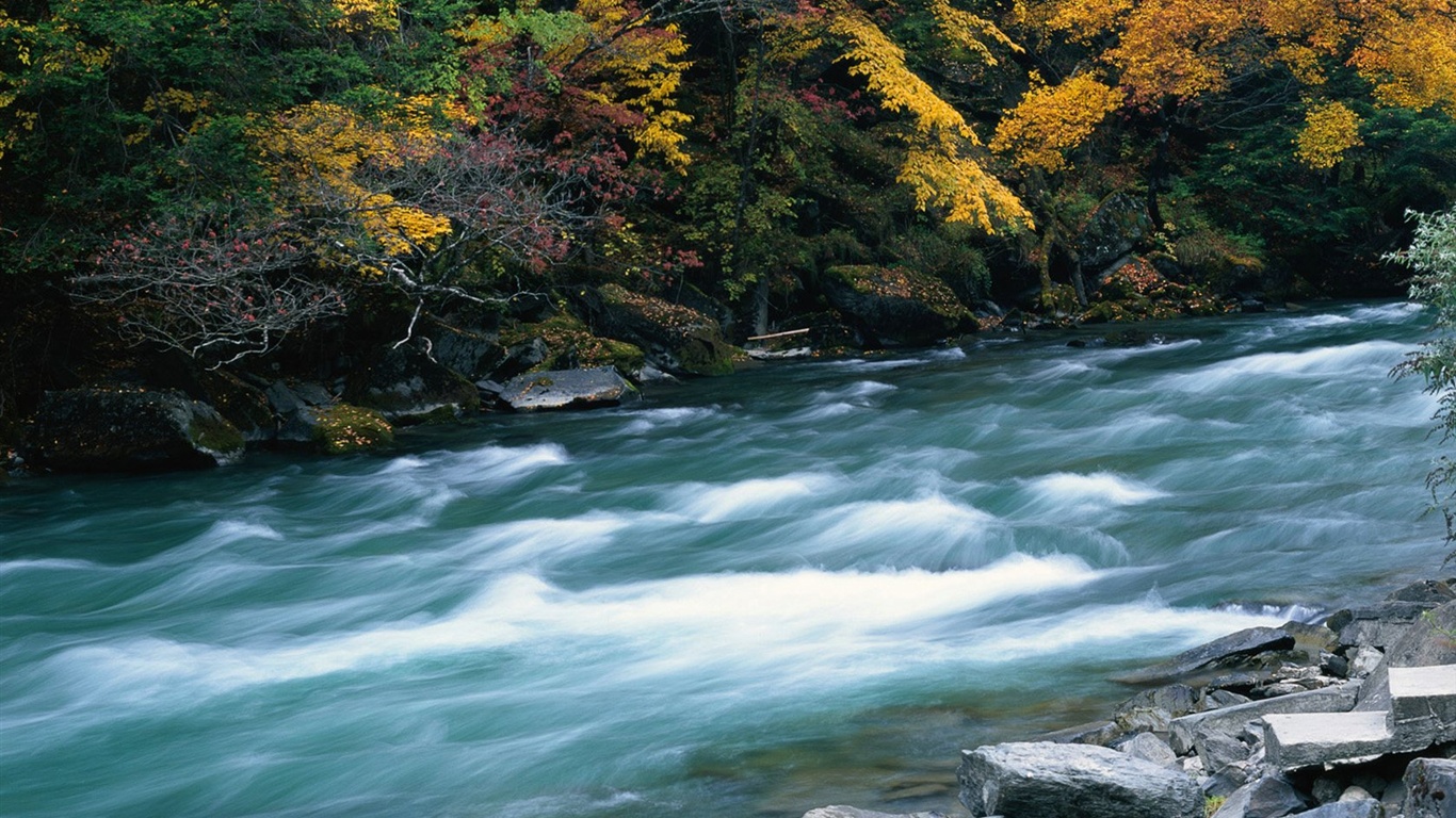 The autumn forest wallpaper #13 - 1366x768