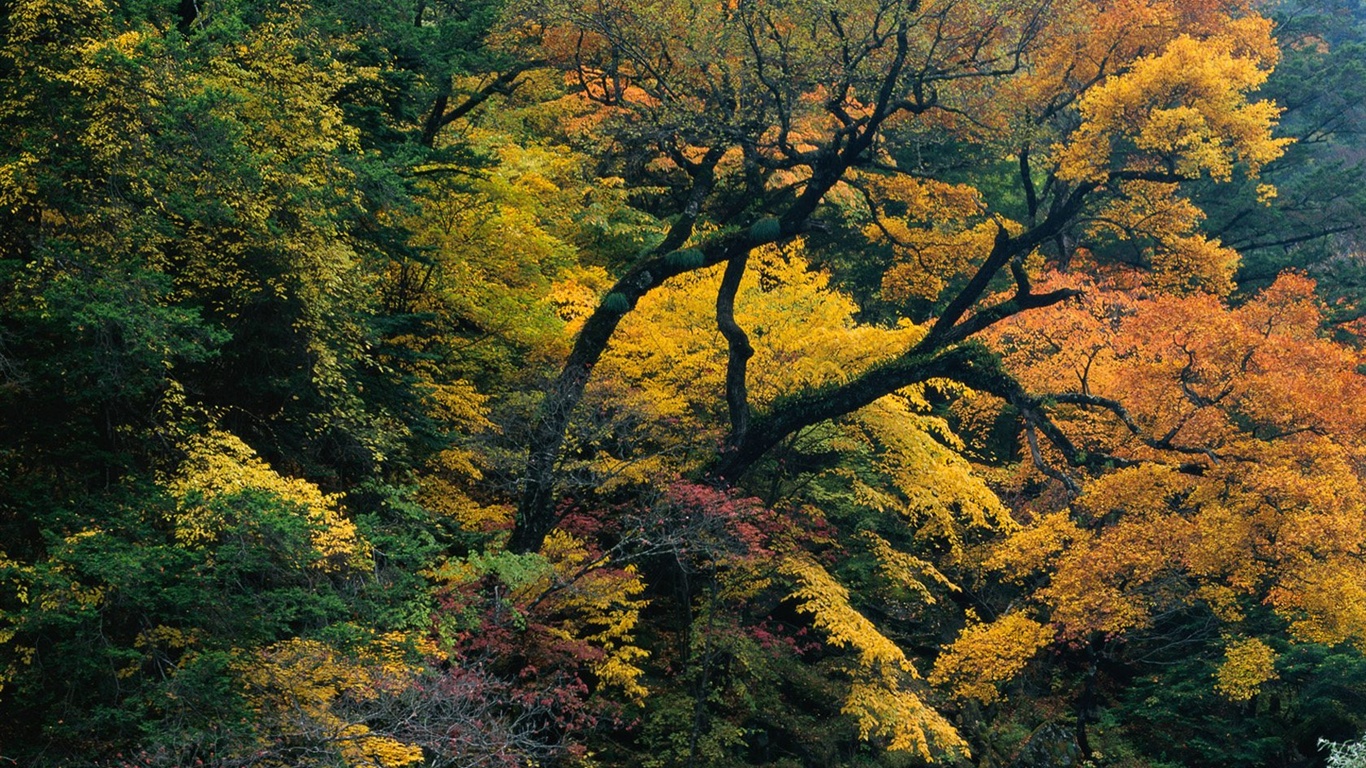 森林裡的秋天壁紙 #15 - 1366x768