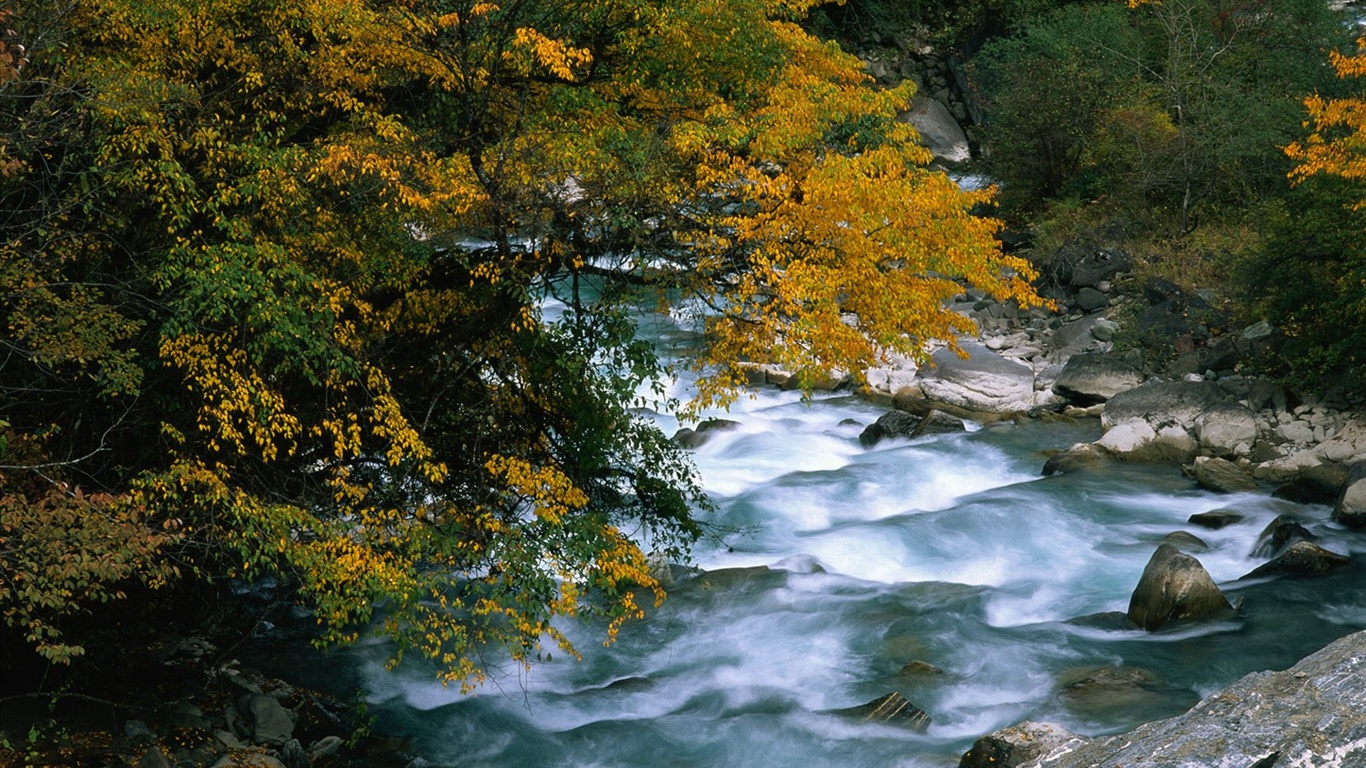 The autumn forest wallpaper #16 - 1366x768