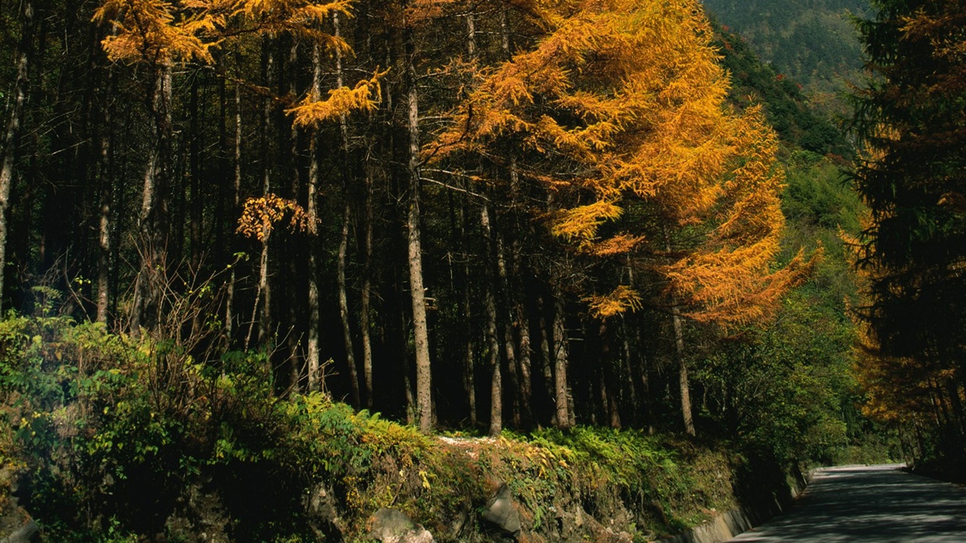 The autumn forest wallpaper #17 - 1366x768