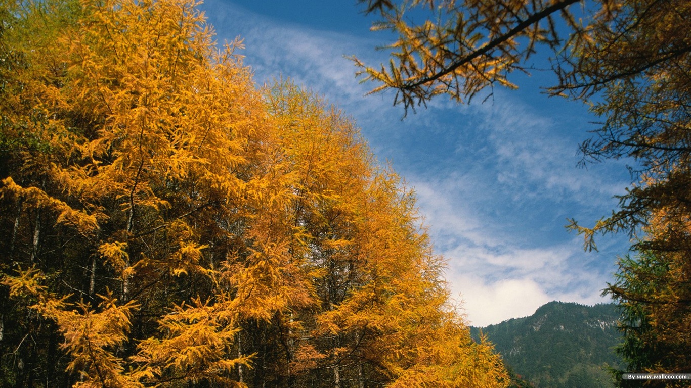 El fondo de pantalla bosque del otoño #18 - 1366x768