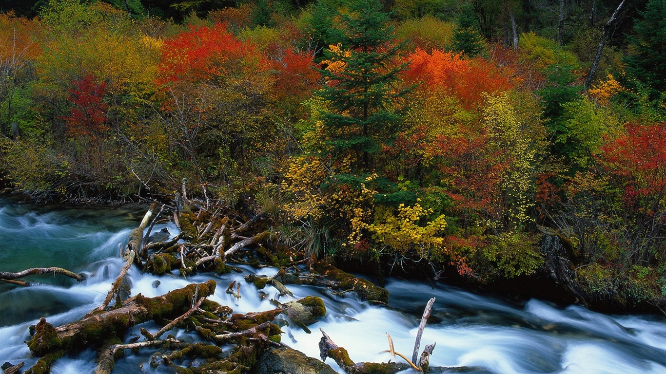 The autumn forest wallpaper #20 - 1366x768