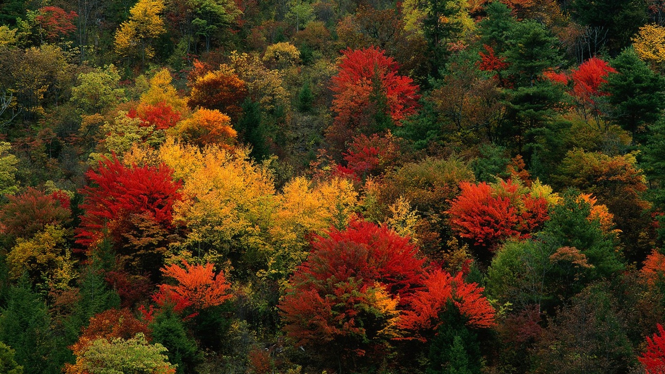 The autumn forest wallpaper #21 - 1366x768