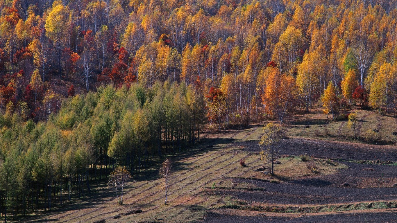 El fondo de pantalla bosque del otoño #23 - 1366x768