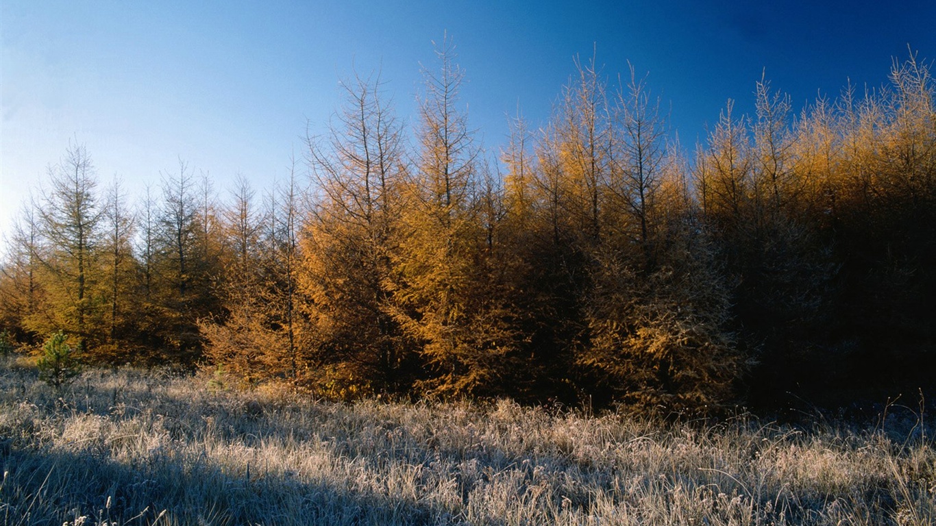 El fondo de pantalla bosque del otoño #24 - 1366x768