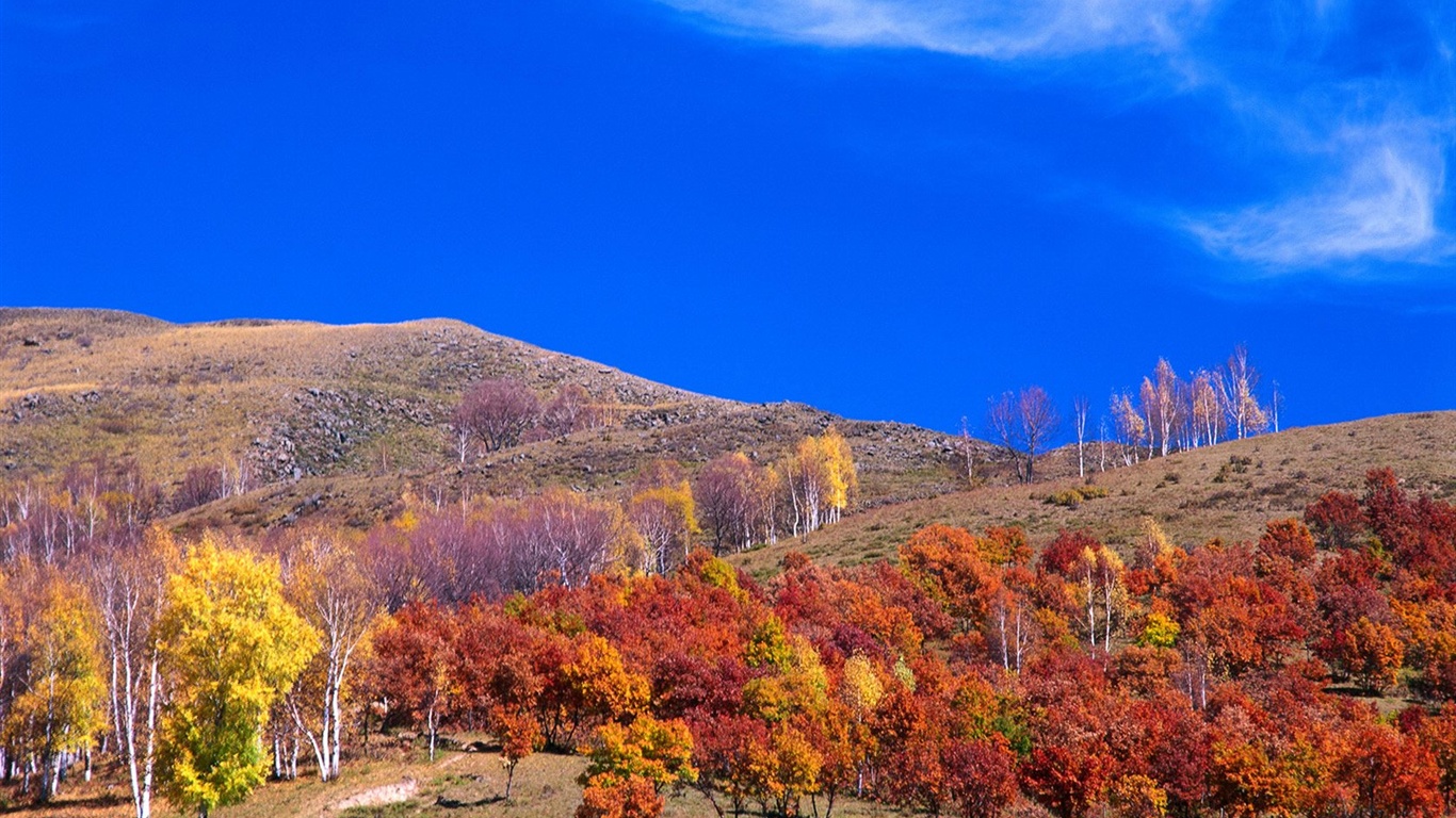 El fondo de pantalla bosque del otoño #25 - 1366x768