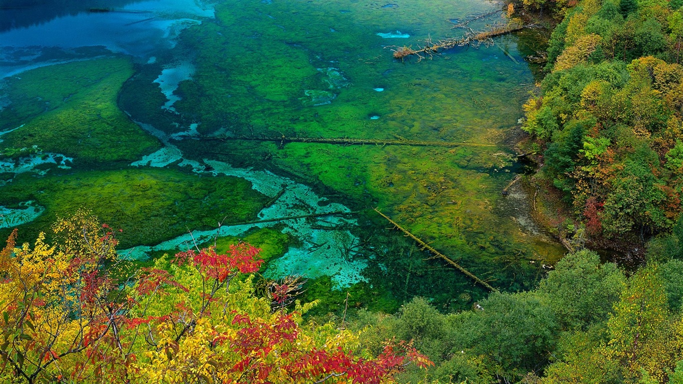 El fondo de pantalla bosque del otoño #28 - 1366x768