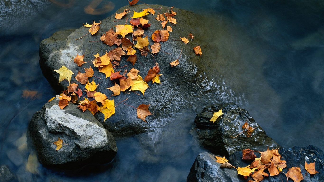 El fondo de pantalla bosque del otoño #30 - 1366x768