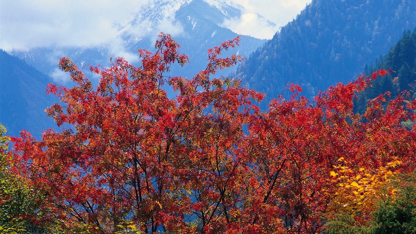 The autumn forest wallpaper #31 - 1366x768