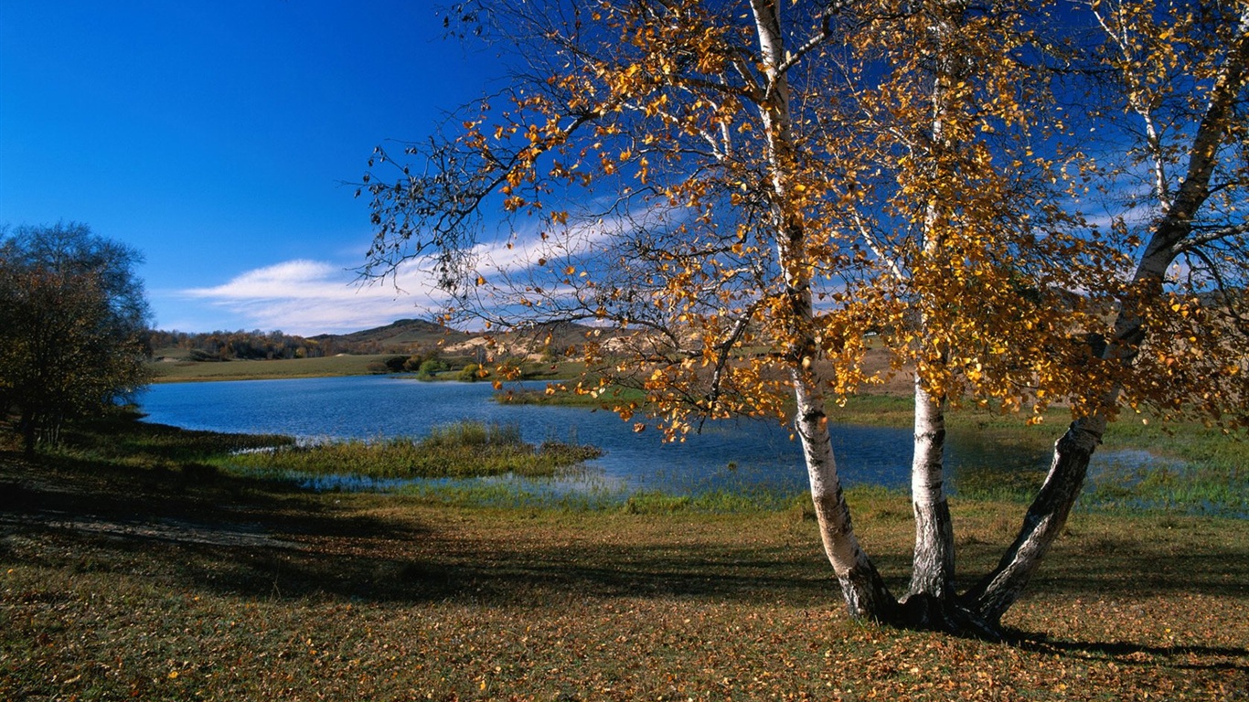 El fondo de pantalla bosque del otoño #34 - 1366x768