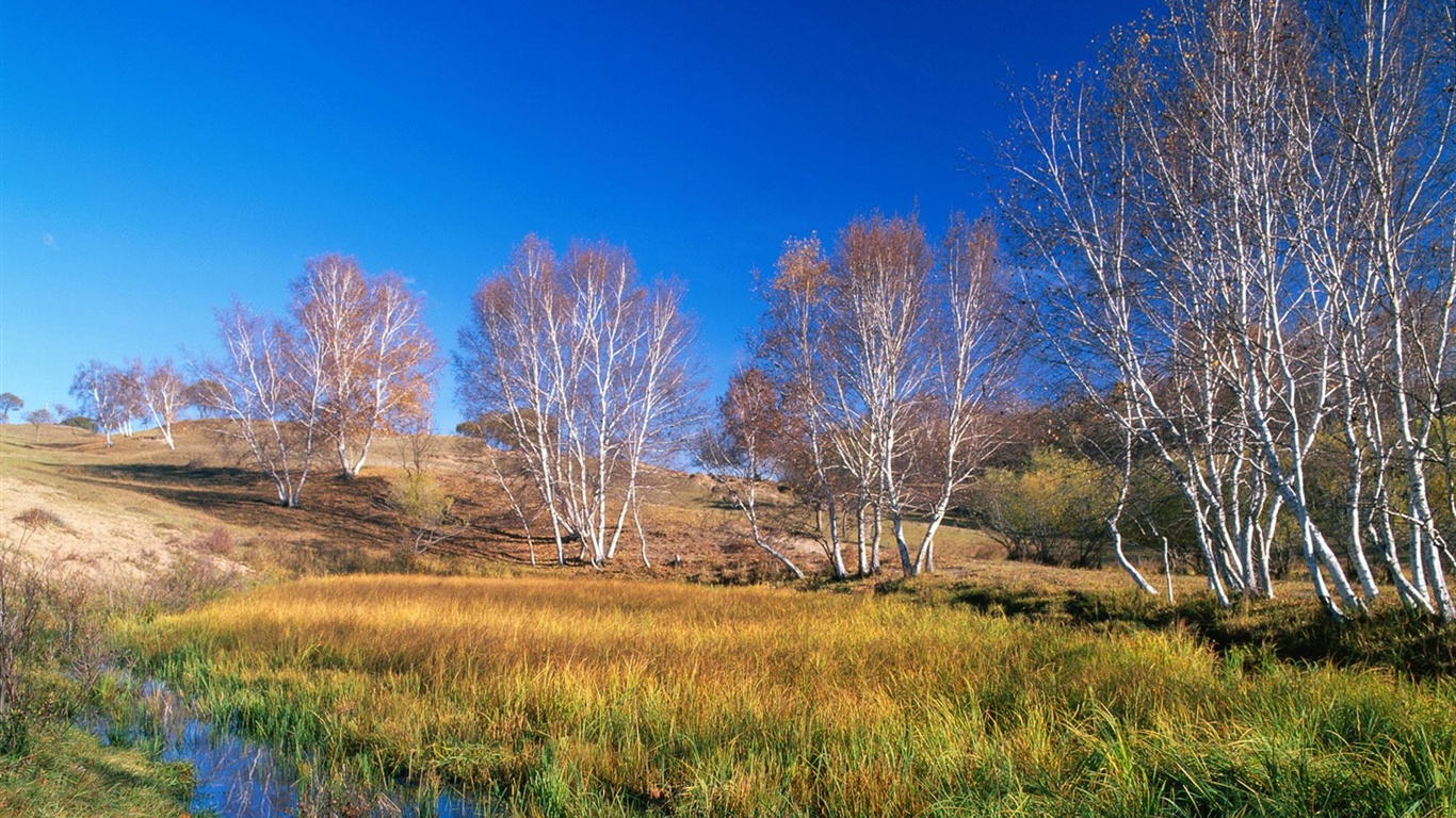 El fondo de pantalla bosque del otoño #35 - 1366x768