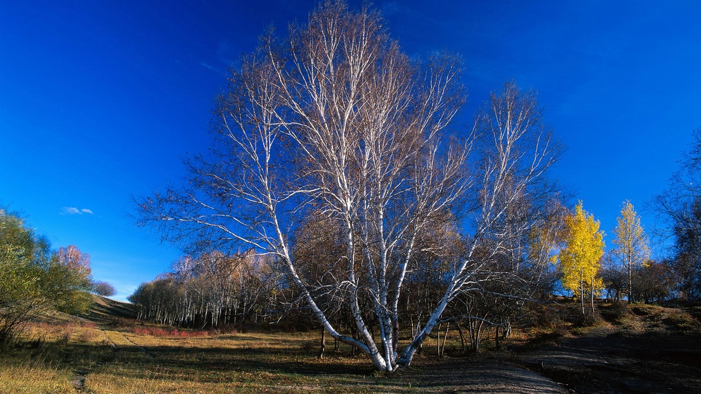 El fondo de pantalla bosque del otoño #38 - 1366x768