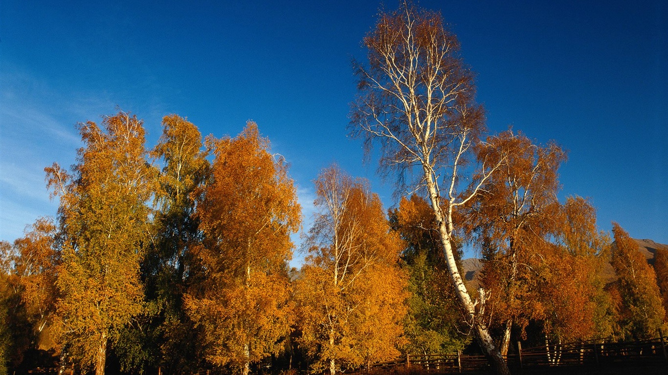 El fondo de pantalla bosque del otoño #39 - 1366x768