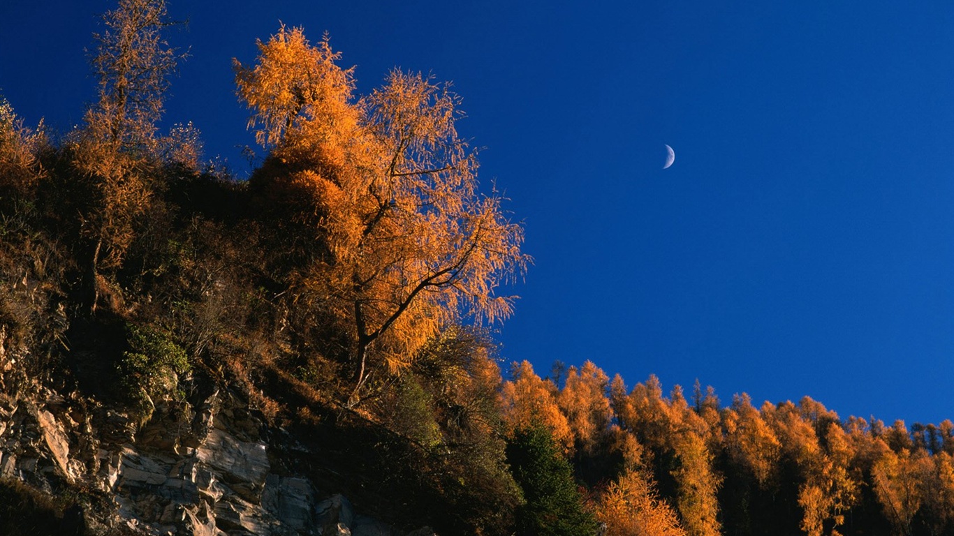 El fondo de pantalla bosque del otoño #40 - 1366x768