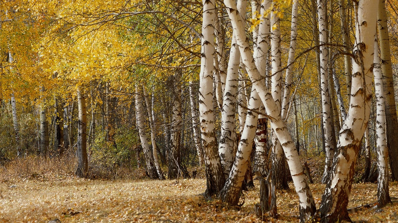 El fondo de pantalla bosque del otoño #41 - 1366x768