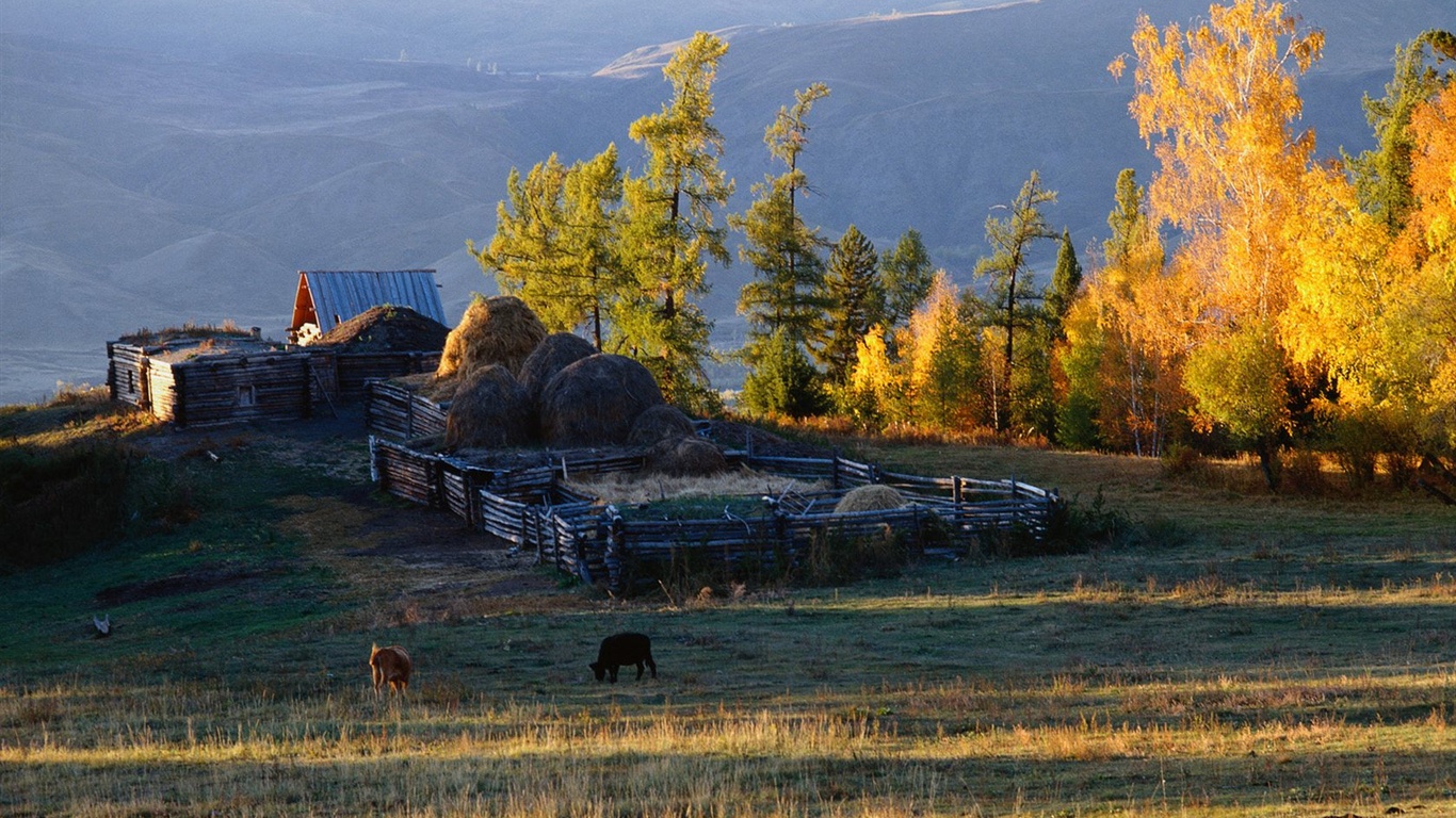 El fondo de pantalla bosque del otoño #45 - 1366x768