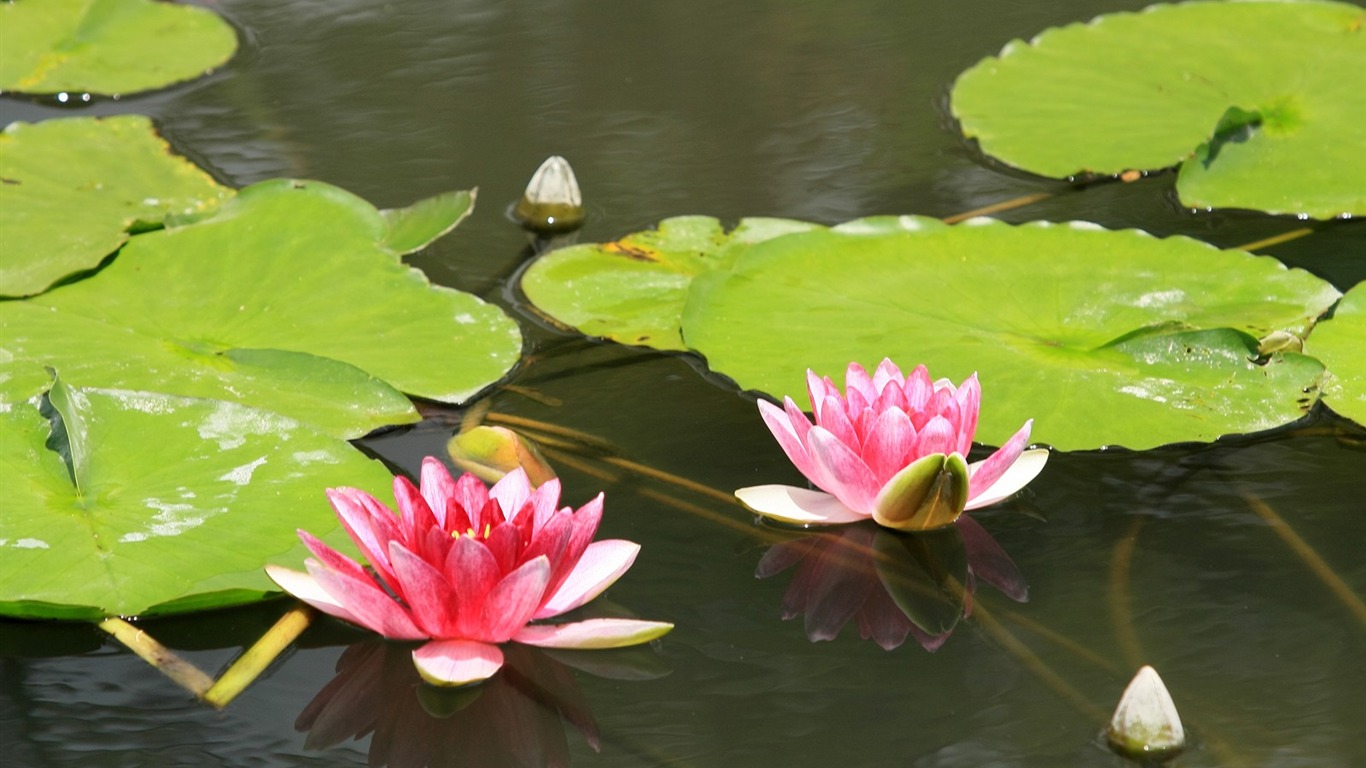 Enivrantes fleurs fond d'écran #1 - 1366x768