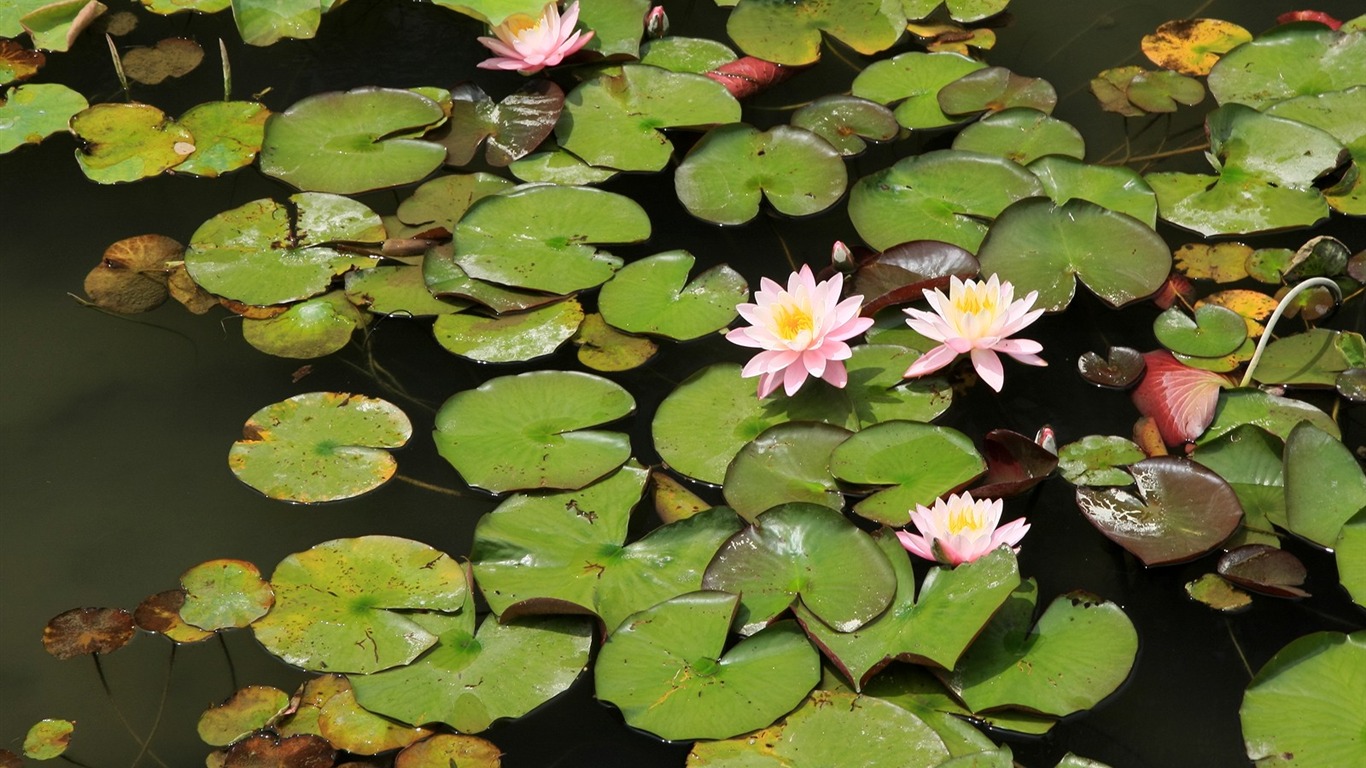 Enivrantes fleurs fond d'écran #2 - 1366x768