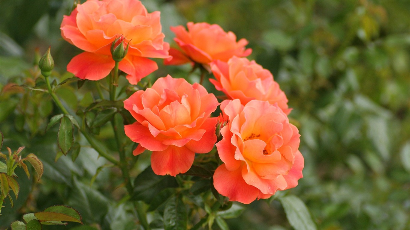 令人陶醉的鮮花壁紙 #3 - 1366x768