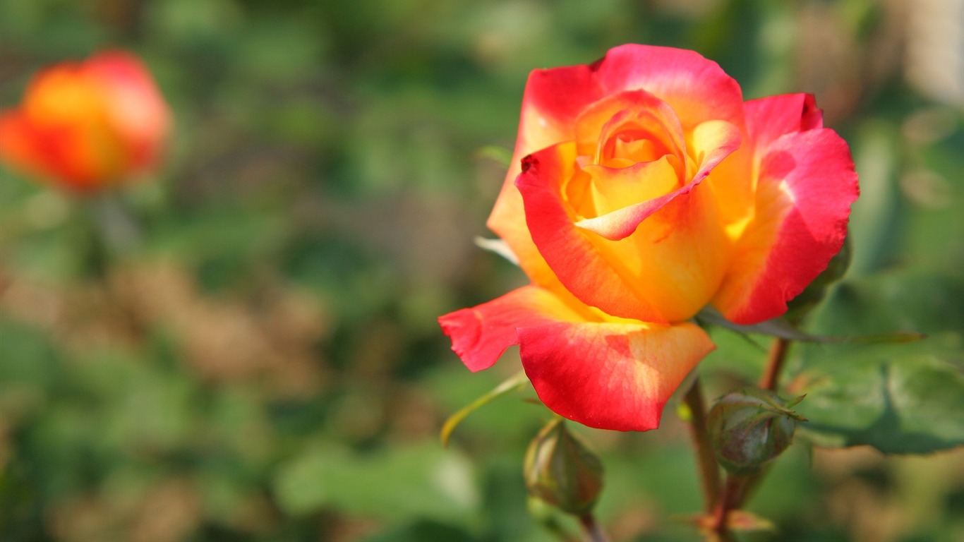 Enivrantes fleurs fond d'écran #4 - 1366x768