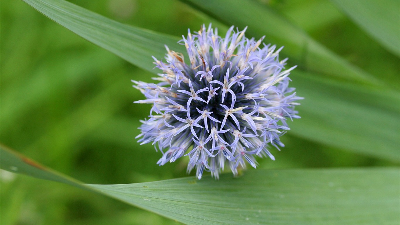 Enivrantes fleurs fond d'écran #5 - 1366x768